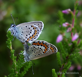 Plebejus argus Paarung